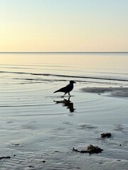 crow walks on the beach