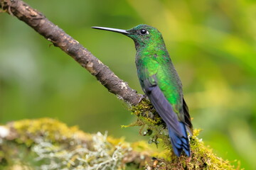 Green-crowned brilliant - male(Heliodoxa jacula) Ecuador