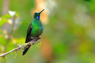 Green-crowned brilliant - male(Heliodoxa jacula) Ecuador