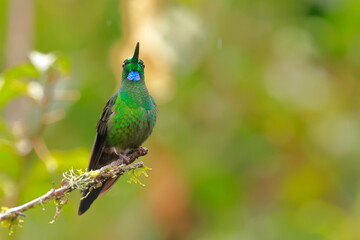 Green-crowned brilliant - male(Heliodoxa jacula) Ecuador