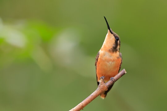 Purple-throated woodstar (Calliphlox mitchellii) Ecuator