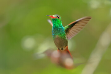 Rufous-tailed Hummingbird (Amazilia tzacalt) Ecuador