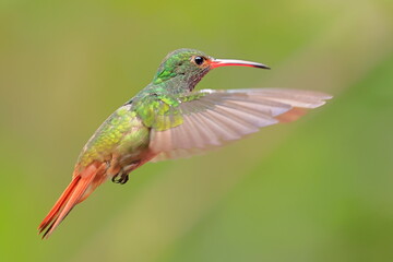Rufous-tailed Hummingbird (Amazilia tzacalt) Ecuador