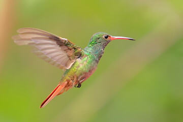 Rufous-tailed Hummingbird (Amazilia tzacalt) Ecuador