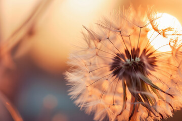 soft detailed macro photo of delicate dandelion seeds in sunlight (1)