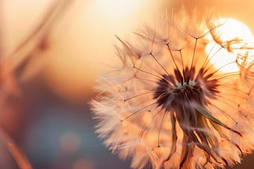  soft detailed macro photo of delicate dandelion seeds in sunlight (1) © Iwona
