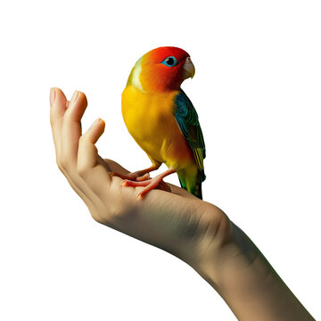 Mão feminina que segura um pequeno papagaio. Fundo transparente, png 