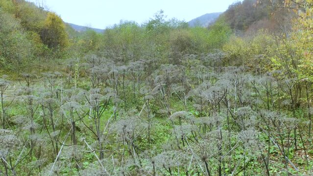 Sosnovsky's hogweed is a dangerous plant of the collective farm period, "Stalin's revenge" - he came up with its mass distribution. Its juice is photoactive and causes terrible burns