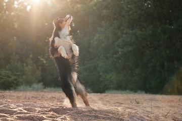 An Australian Shepherd dog performs a joyful leap, its silhouette outlined by the luminous rays of...