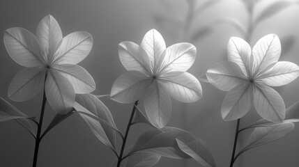  a black and white photo of flowers with leaves in the foreground and a blurry background in the background.