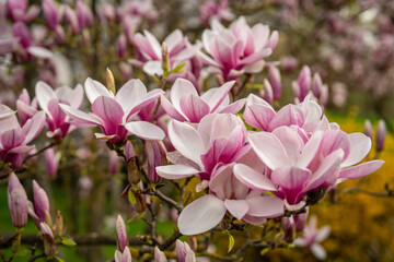 Fototapeta premium Blühender Magnolienbaum im Frühling