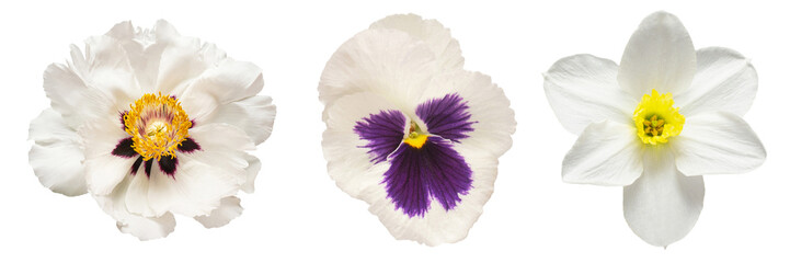 Collection white head flower daffodil, pansies, peony isolated on white background. Beautiful...