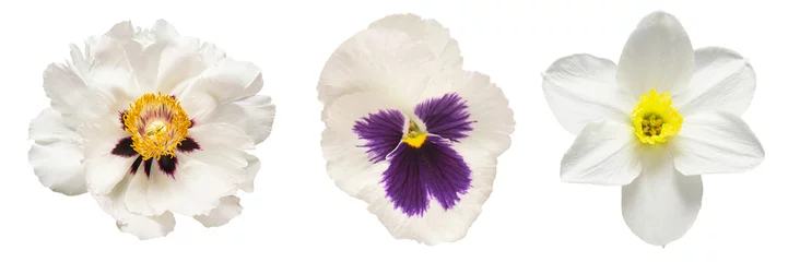 Deurstickers Collection white head flower daffodil, pansies, peony isolated on white background. Beautiful composition for advertising and packaging design in the business. Flat lay, top view © Flower Studio