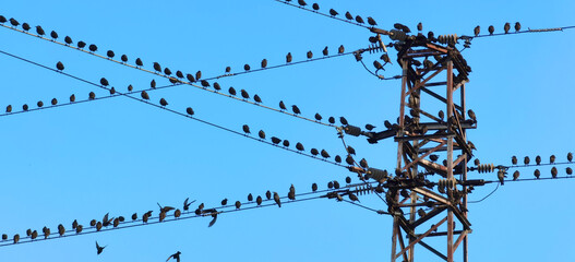 Many birds are sitting on the power line cable and power tower