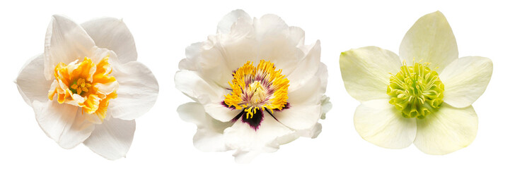 Collection white head flower daffodil, hellebore, peony isolated on white background. Beautiful composition for advertising and packaging design in the business. Flat lay, top view
