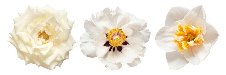 Collection white head flower daffodil, rose, peony isolated on white background. Beautiful composition for advertising and packaging design in the business. Flat lay, top view