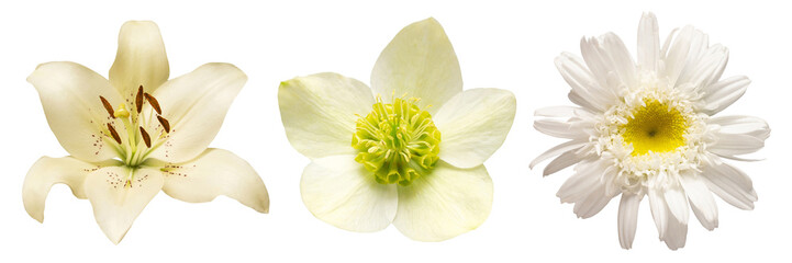 Collection white head flower lily, hellebore, daisy isolated on white background. Beautiful...