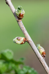 Close up of buds emerging on a European gooseberry (ribes uva-crispa) bush