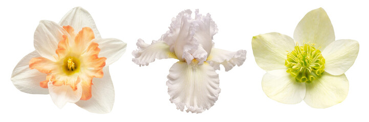 Collection white head flower iris, daffodil, hellebore isolated on white background. Beautiful composition for advertising and packaging design in the business. Flat lay, top view