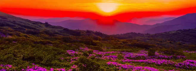 Poster blooming pink rhododendron flowers, amazing panoramic nature scenery, Europe  © Rushvol