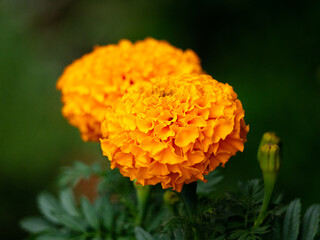 Zoomed In Photograph Of Two Marigolds