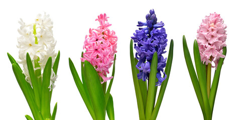 Collection hyacinth flower head isolated on a white background. Spring time. Easter holidays. Garden decoration, landscaping. Floral floristic arrangement. Flat lay, top view - obrazy, fototapety, plakaty
