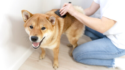 grooming and combing the hair of dogs