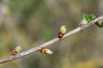 Close up of buds emerging on a European gooseberry (ribes uva-crispa) bush