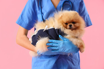 Veterinarian with Pomeranian dog in recovery suit after sterilization on pink background, closeup