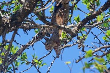 Écureuil grignotant des amandes dans un amandier.