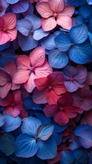Fototapeta na wymiar Pink and blue hydrangea flowers, background of flowers