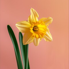 Elegant Single Yellow Narcissus Flower on Soft Pink Background