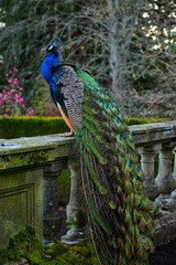 Naklejka premium Beautiful male peacock fanning, Victoria, BC, Canada