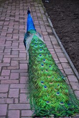 Obraz premium Beautiful male peacock fanning, Victoria, BC, Canada