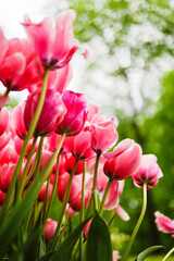 pink tulips in the garden