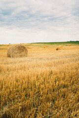 golden wheat field in summer