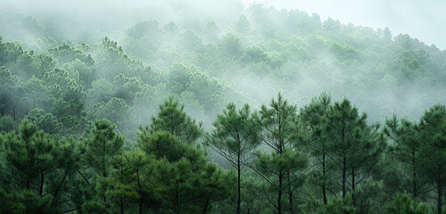 a dense, emerald green pine forest with morning mist clinging to the trees, showcasing intricate patterns of the branches and foliage against a soft, grey sky - Powered by Adobe
