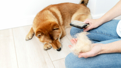 grooming and combing the hair of dogs