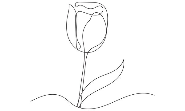 Tulips flower continuous line drawing.  Tulip outline icon Vector illustration. 