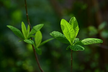 Fresh green leaves highlighted by the rays of sun, spring in Victoria, BC, Canada