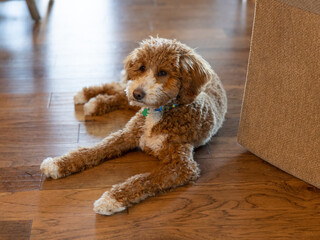 Golden Doodle Puppy Dog Laying on Hardwood Floor, Inside Cozy House at Home, Pets Natural, Love and...