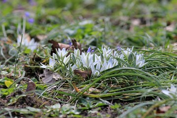 White Ornithogalum flowers in a clearing in the park in spring