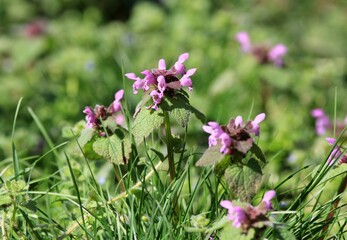 Pink Lamium purpureum flowers in a clearing in spring