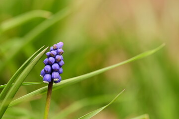 Single violet flower in spring, macro shot taken in Victoria, BC, Canada