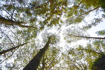 low angle trees of forest on white sky background