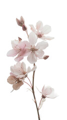 Fototapeta na wymiar blossom isolated on white