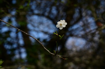 Cherry and plum blossoms in spring. Victoria, BC, Canada