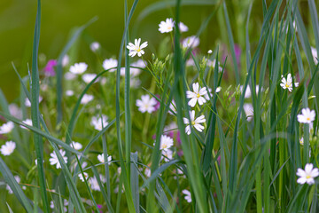 grass and flowers
