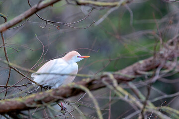 Cattle egret perched in a tree among the branches.