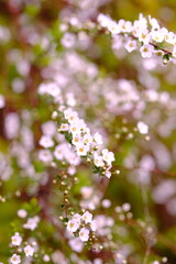 ユキヤナギ　春の花